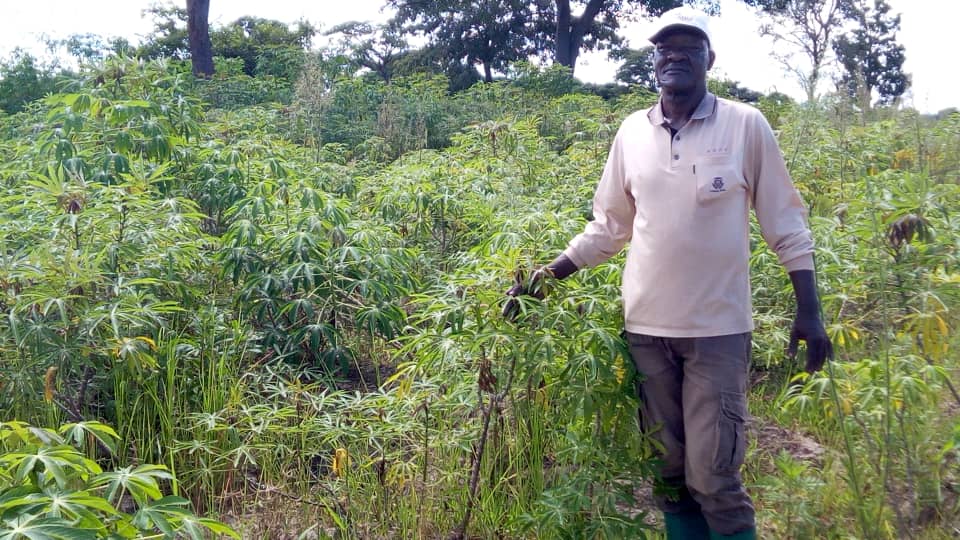 Cashew trees 2:19 1